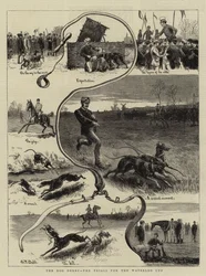 The Dog Derby, the Trials for the Waterloo Cup
